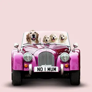 160419: Golden Retriever Dog driving car with puppies