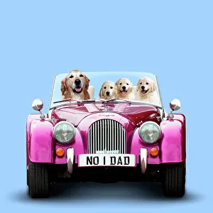 Driving: Golden Retriever Dog driving car with puppies