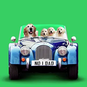 Driving: Golden Retriever Dog driving car with puppies for Fathers Da