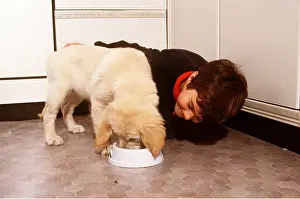 Bowl: Golden Retriever DOG - being fed