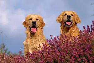 Heathers: Golden Retriever Dog - in heather
