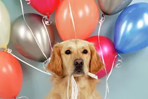Celebrations: Golden Retriever Dog - holding balloons