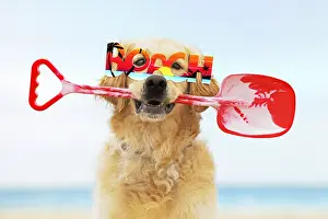 051119: Golden Retriever Dog, holding spade, wearing