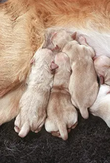 Litters: Golden Retriever DOG - litter of puppies suckling