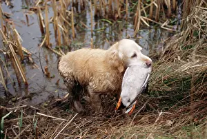 Fetching: Golden Retriever Dog - with Mallard Duck