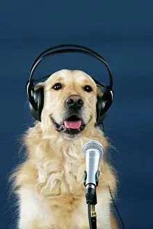 Microphone: Golden Retriever Dog - with microphone & head phones