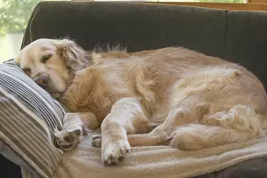 Dreams: Golden Retriever dog outdoors