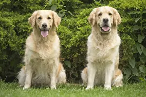 280617: Golden Retriever dog outdoors