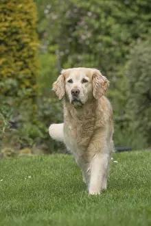 280617: Golden Retriever dog outdoors