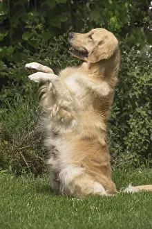 280617: Golden Retriever dog outdoors
