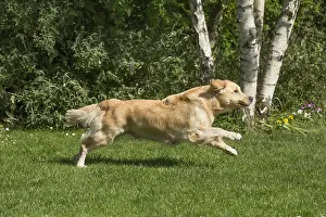 280617: Golden Retriever dog outdoors