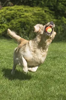 Balls: Golden Retriever dog outdoors