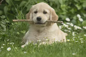 Sticks: Golden Retriever dog outdoors