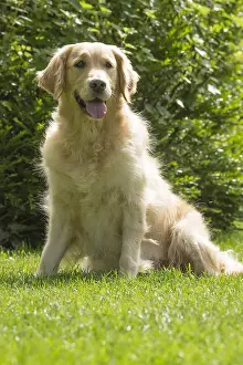 280617: Golden Retriever dog outdoors