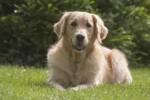 280617: Golden Retriever dog outdoors