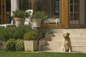 280617: Golden Retriever dog outdoors