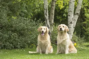 280617: Golden Retriever dog outdoors