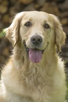 280617: Golden Retriever dog outdoors