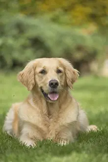 280617: Golden Retriever dog outdoors