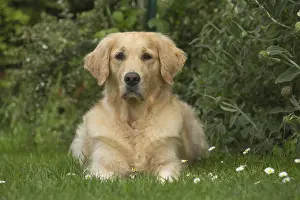 280617: Golden Retriever dog outdoors