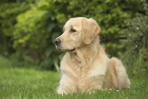 280617: Golden Retriever dog outdoors