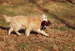 Golden Retriever Dog - with pheasant