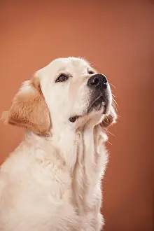 Pedi: Golden Retriever dog, portrait