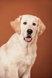 Pedigr: Golden Retriever dog, portrait