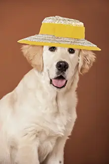 220719: Golden Retriever dog, portrait wearing sun hat
