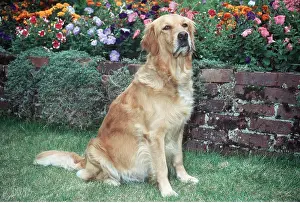 Bitch: GOLDEN RETRIEVER DOG - pregnant, sitting in garden