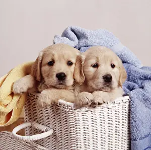 Laundry: Golden Retriever DOG - two puppies in laundry basket