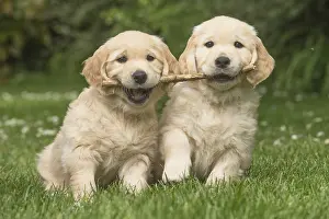Sticks: Golden Retriever dog puppies outdoors