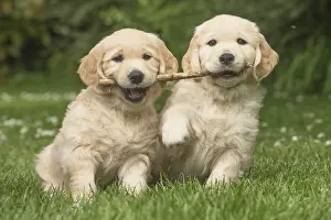 Sticks: Golden Retriever dog puppies outdoors