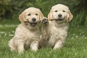 Waving: Golden Retriever dog puppies outdoors