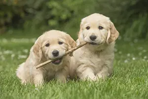Sticks: Golden Retriever dog puppies outdoors