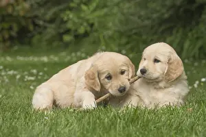 Sticks: Golden Retriever dog puppies outdoors