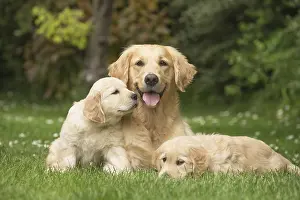 Fathers: Golden Retriever dog with puppies outdoors