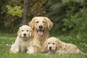 Fathers: Golden Retriever dog with puppies outdoors