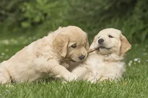 Sticks: Golden Retriever dog puppies outdoors