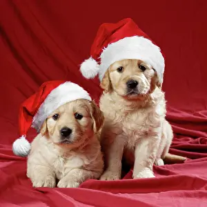 Retreiver: Golden Retriever Dog - puppies wearing Christmas