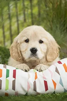 Cushions: Golden Retriever Dog puppy