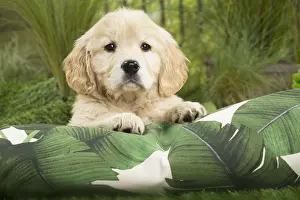 Cushions: Golden Retriever Dog puppy