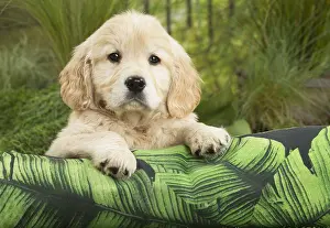 Cushions: Golden Retriever Dog puppy