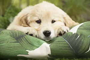 Sleepy: Golden Retriever Dog puppy