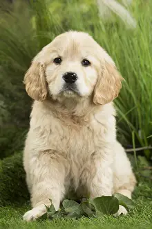 240517: Golden Retriever Dog puppy