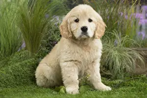 240517: Golden Retriever Dog puppy