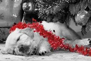Chirstmas: Golden Retriever Dog - puppy asleep under Chirstmas