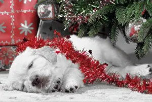 Chirstmas: Golden Retriever Dog - puppy asleep under Chirstmas tree