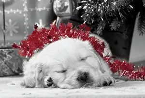 Retievers: Golden Retriever Dog - puppy asleep under Christmas tree