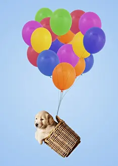 160419: Golden Retriever Dog, puppy in basket attached